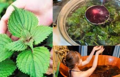 Tắm trắng, làm đẹp da, trị mụn bằng lá tía tô, tin được không?